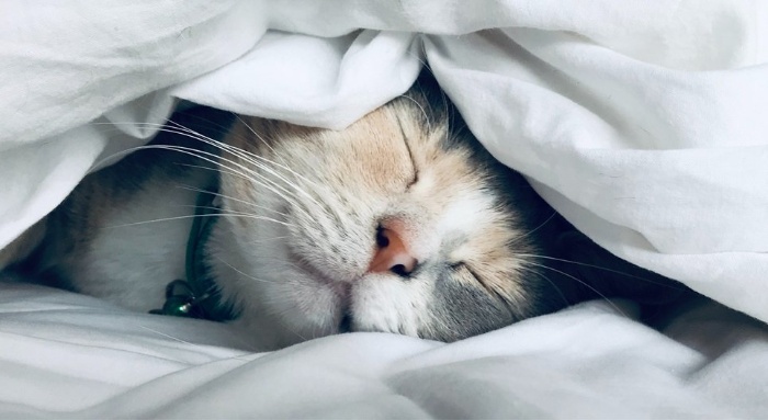 cat sleeps under a blanket and shows her face