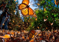 monarch butterflies