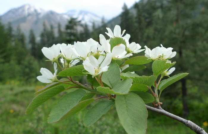 Amelanchier alnifolia branch with blossoming white flowers in a forest