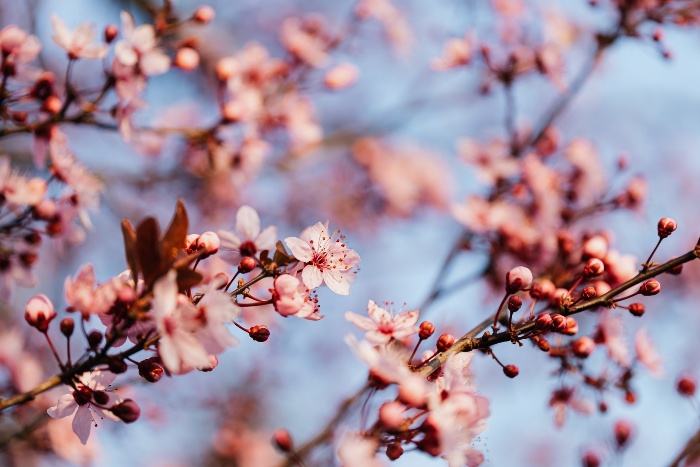 branches of cherry tree with tiny pink flowers outdoors