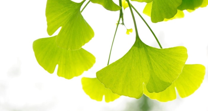 bright green Ginkgo Biloba leaves close up