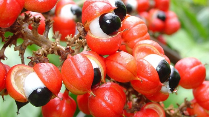 lots of guarana fruits on a branch with red shells and black core