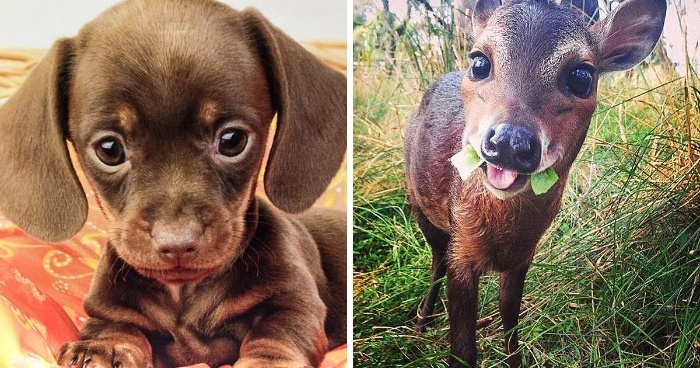 baby animals small puppy and a little deer