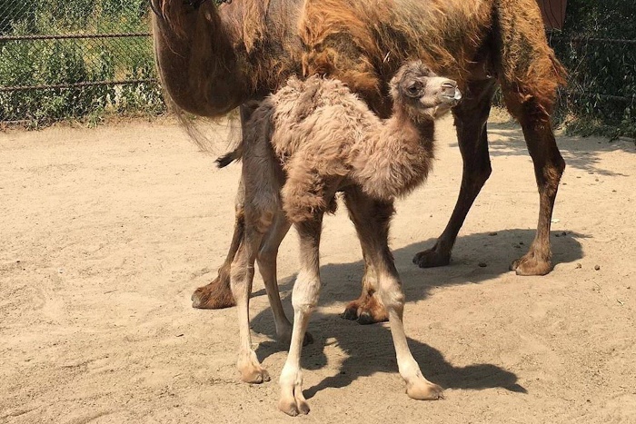 baby animals baby camel and their mother