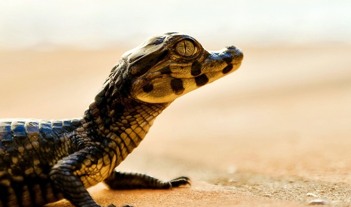 baby croc on a beach enjoying the sun