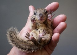 baby-squirrel