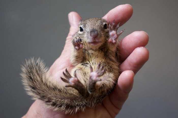 baby squirrel in persons hand saying hi