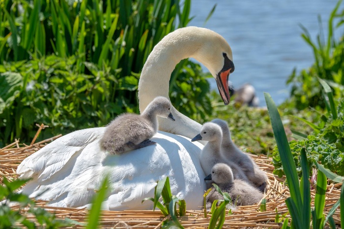 baby swans mother swan and little baby swans on a river bank