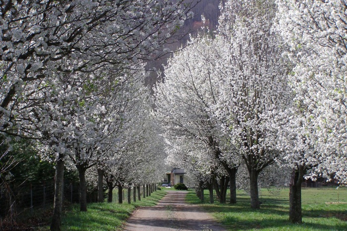 callery pear trees in a beautiful park along a lane