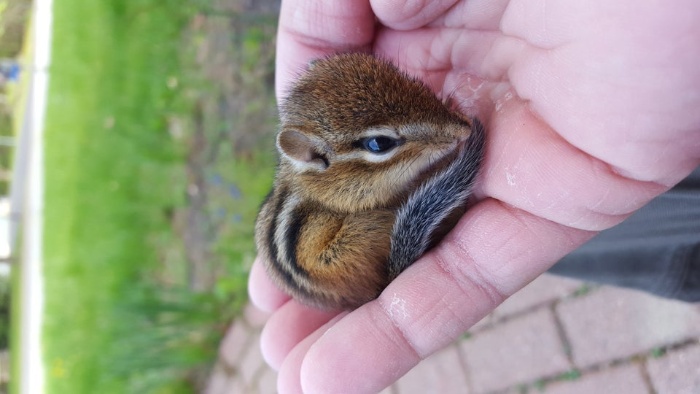 tiny baby chipmunk in persons hand outdoors