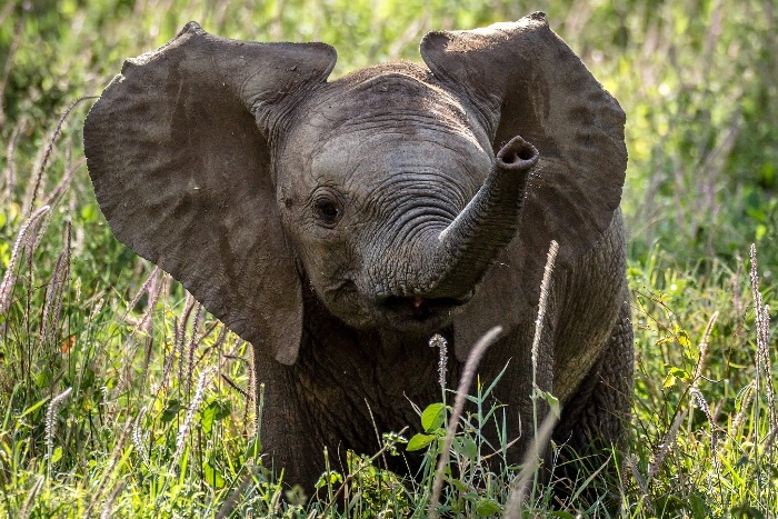 elephant baby in the middle of a field with green grass