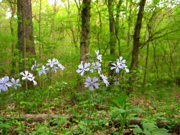 forest wildflowers virginia green forest with tiny purple flowers