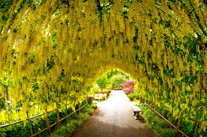 golden chain tree a beautiful yellow tunnel of flowers