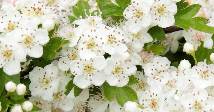 hawthorn blossoming in white flowers spring tree