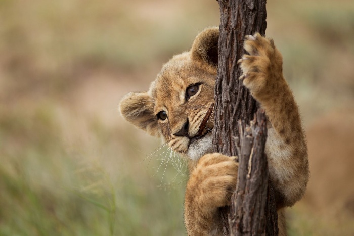 lion baby holding a tree and climbing up