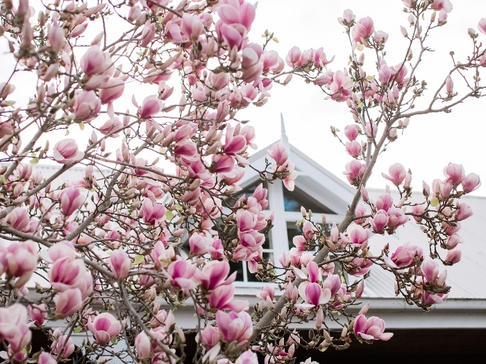 magnolia tree pink magnolias blossoming outside in spring