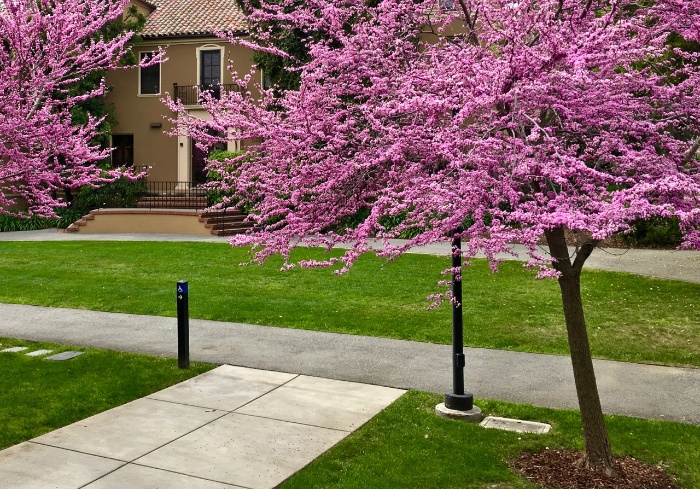 redbud trees outside in a garden blossoming in bright pink