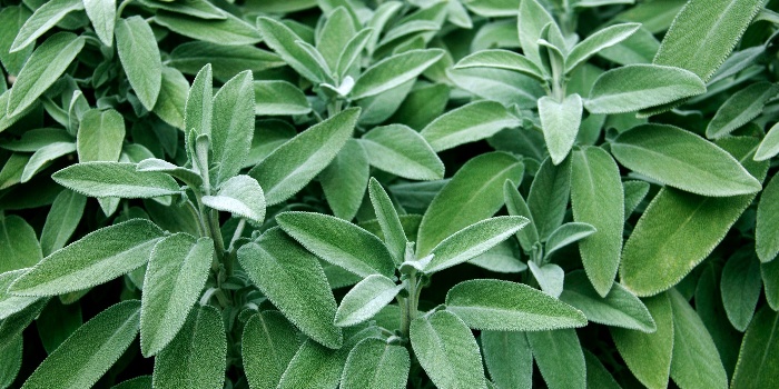 fresh sage bushes close up outdoors