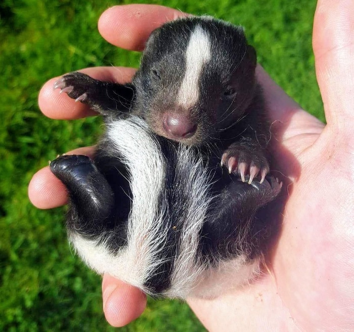 person holding a black and white baby skunk in their hand