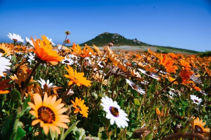 western cape africa colorful fowers close up yellow orange and white