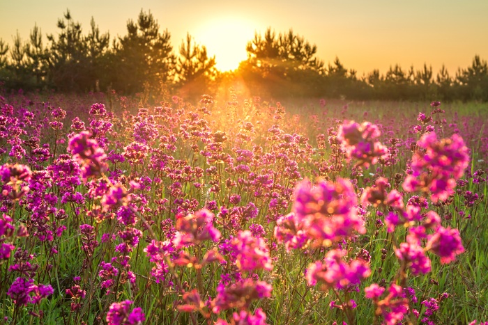 wildflower fields with pink flowers in a green grass at sunset