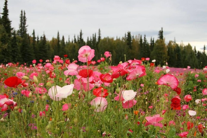 wildflower hill with pink poppy flowers surrounded by a forest