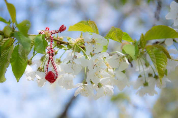 marteniza hanging from a blossoming tree branch in Bulgaria