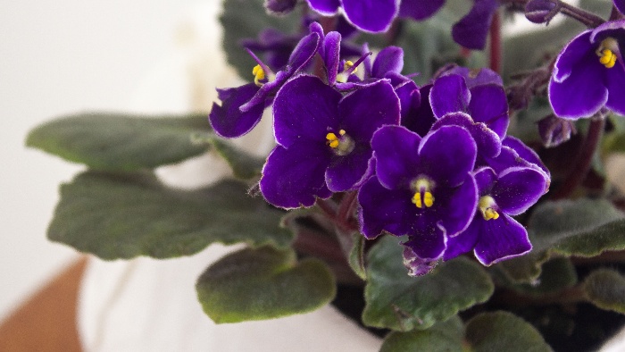 violet flowers cose up with green leaves and white background