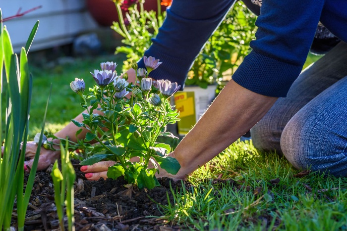 woman with blue shirt planting flowers in the garden 