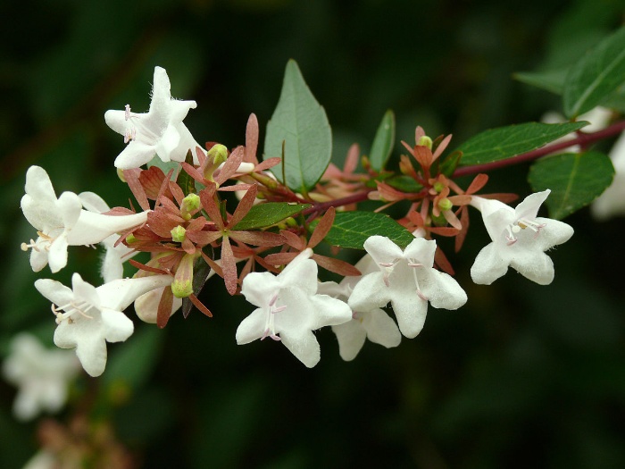 white and gentle abelia blossoms on a tiny branch with green leaves