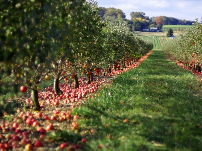 apple garden with many apples trees fallen on the ground