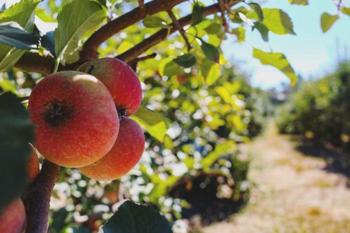 apple trees with red apples on the branches on a sunny day