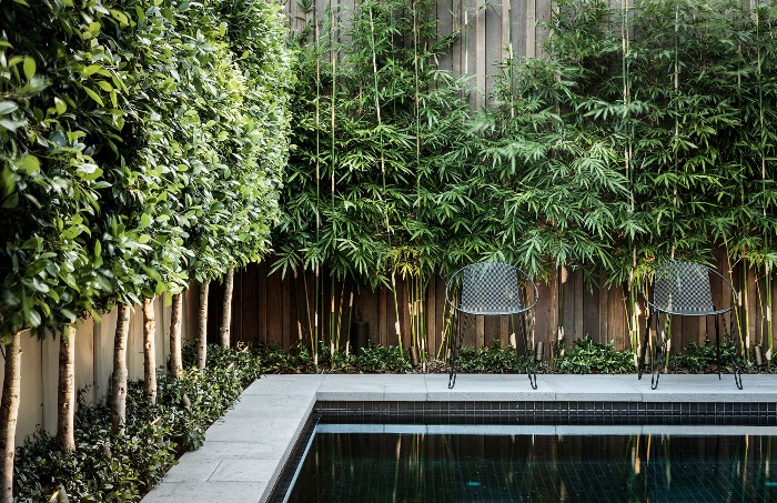 small japanese design pool surrounded by bamboo plants