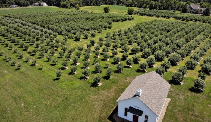 beautiful open orchard with many trees in rows and a white house