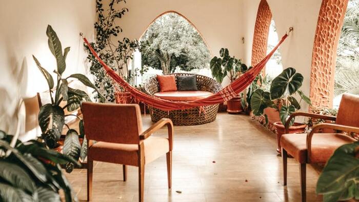 biophilic design boho living space with a hammock living plants 