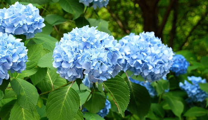 blue flower with bright green leaves outdoors