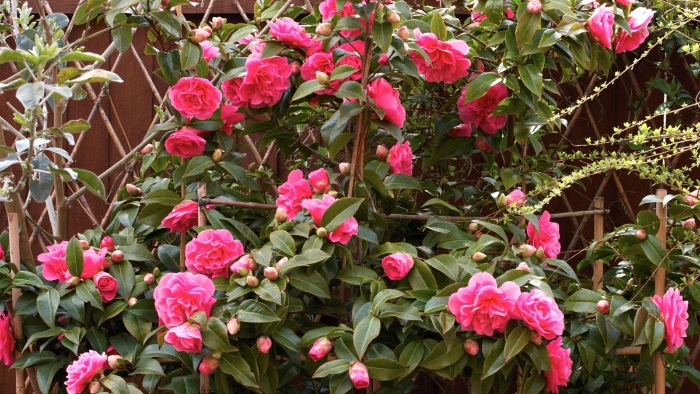 pink camelia shrub with large pink flowers 