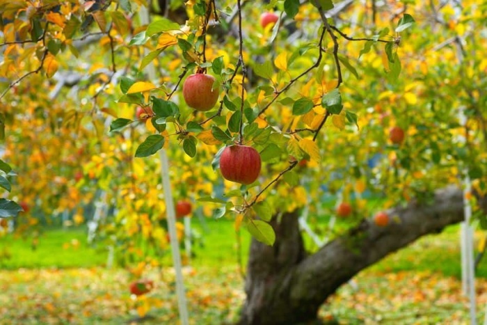 Apple tree in the fall with colorful leaves and red apples