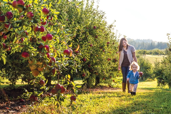 family orchard mother with her toddler running along the apple trees