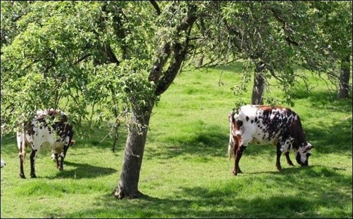 family orchard with green lawn and two cows grazing