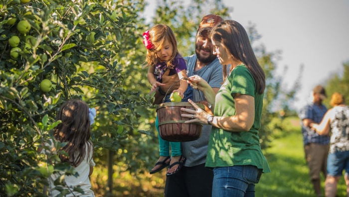 family picking apples in a large orchard with apple trees