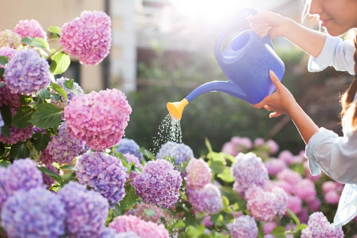 woman watering bushes with pink and purple blossoming flowers