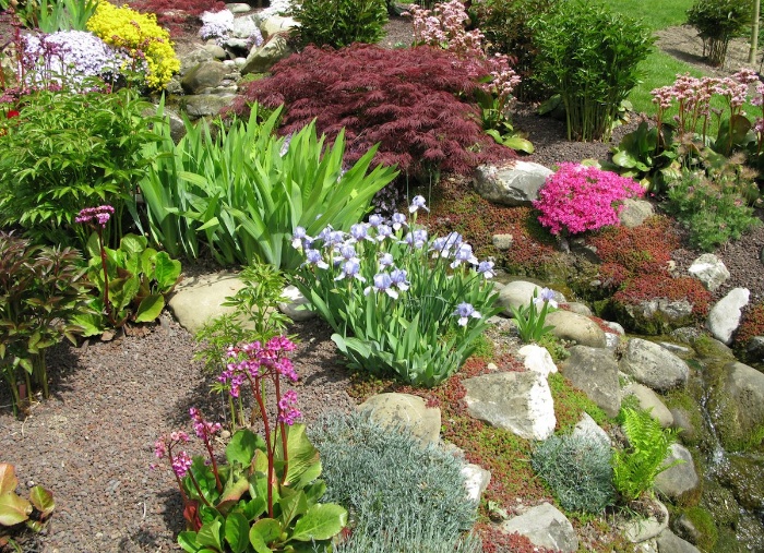 hill flower with different plants stones and rocks