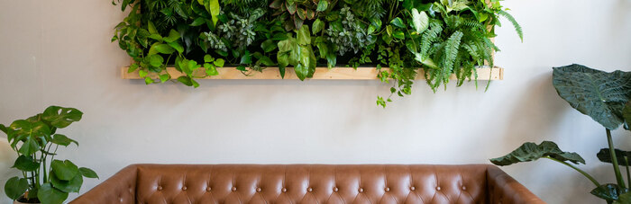 interior home design brown sofa with a shelf full of green living plants