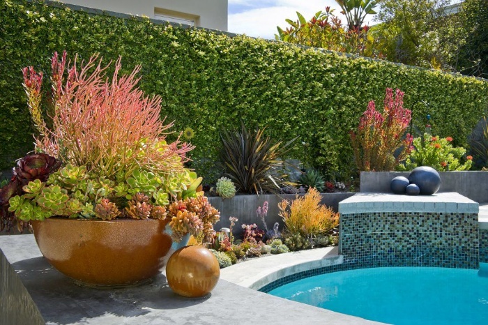 pool surrounded by succulents in large pots and green fence