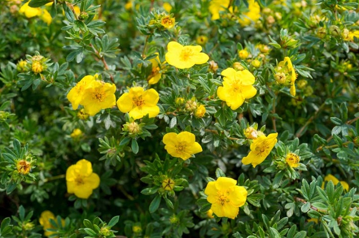 potentilla shrub with yellow flowers and green leaves