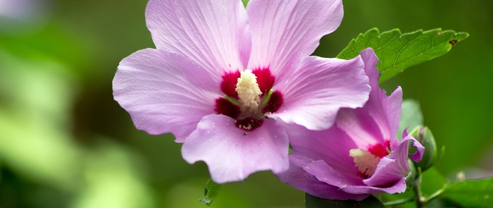 light lilac rose of sharon in full bloom with green leaves