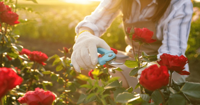 woman trimming red roses at sunset with large scissors