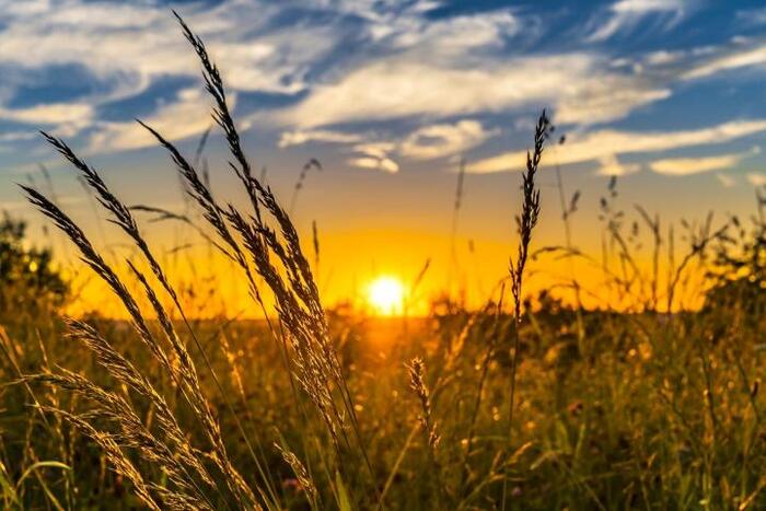 summer solstice sunset in the fields in the grass