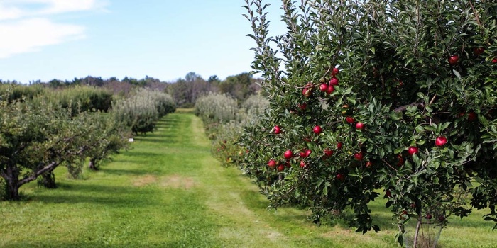 wide green pathway of apple trees in an orchard